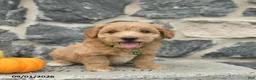 Maltipoo dogs for sale: Coffee  - Ad 3