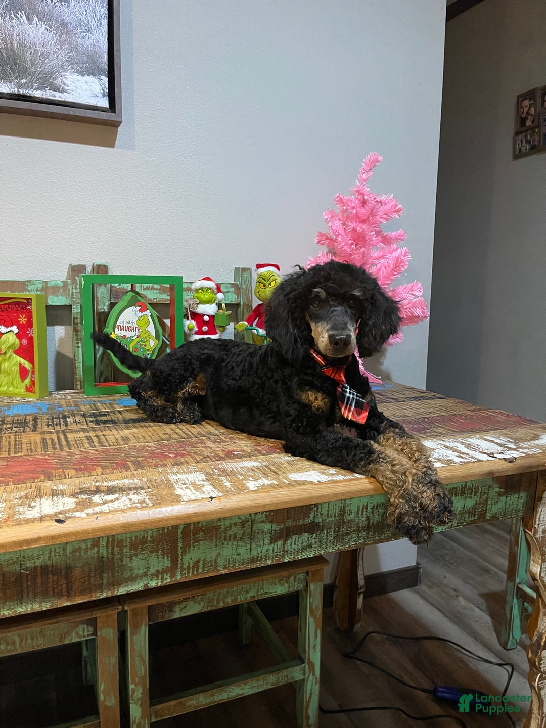 Miniature Poodle dogs for sale: Akc Cinch - Ad 1