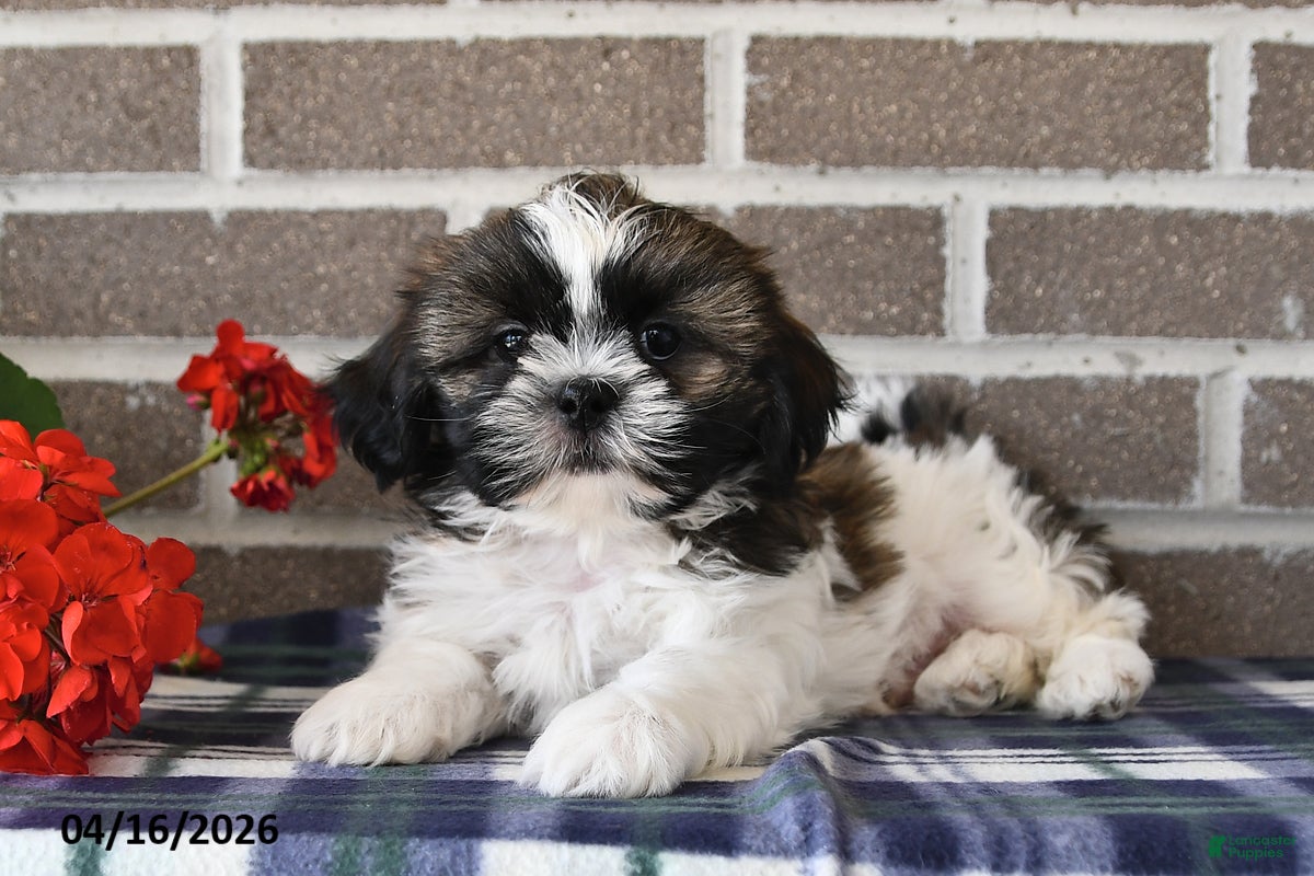 Shih Tzu dogs Teddy - Ad 1