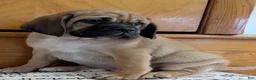Puggle dogs for sale: Chance  - Ad 1