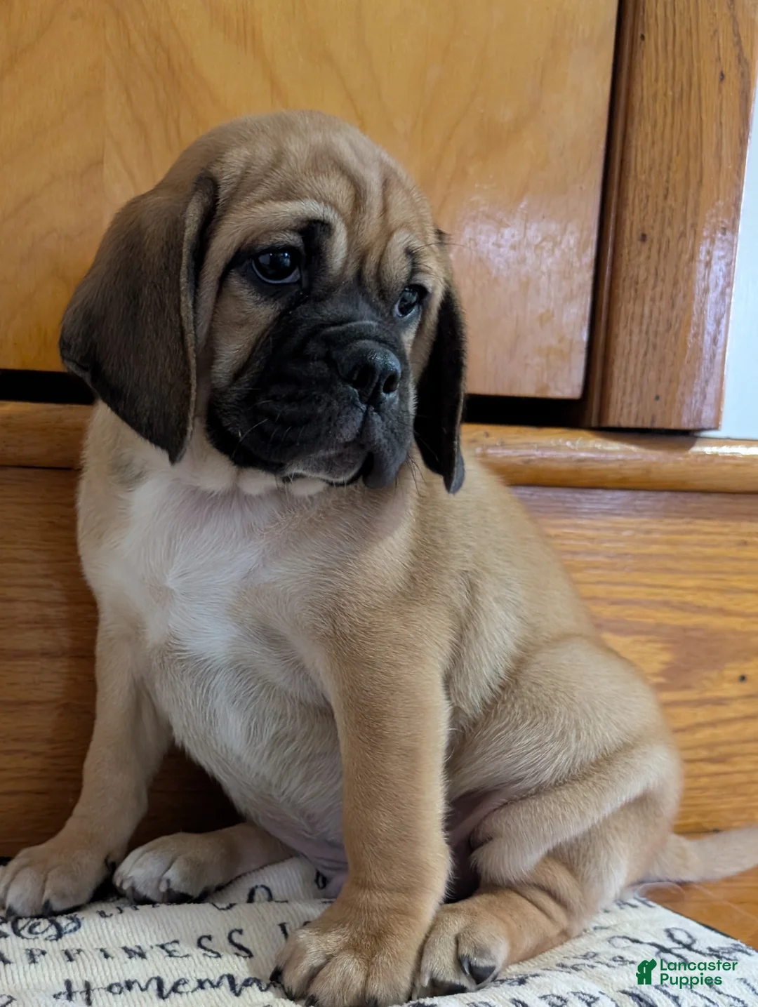 Puggle dogs for sale: Chance  - Ad 1
