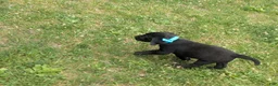 Labrador Retriever dogs for sale: Black Male (Teal Collar) - Ad 3