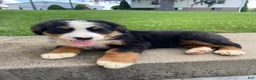 Bernese Mountain Dog dogs for sale: Dolly - Ad 3