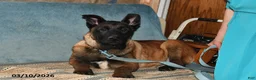 Belgian Malinois dogs for sale: Tanner - Ad 5