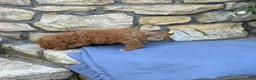 Miniature Poodle dogs for sale: Major - Ad 4