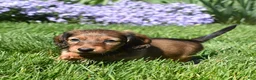 Miniature Dachshund dogs for sale: Dolly - Ad 6