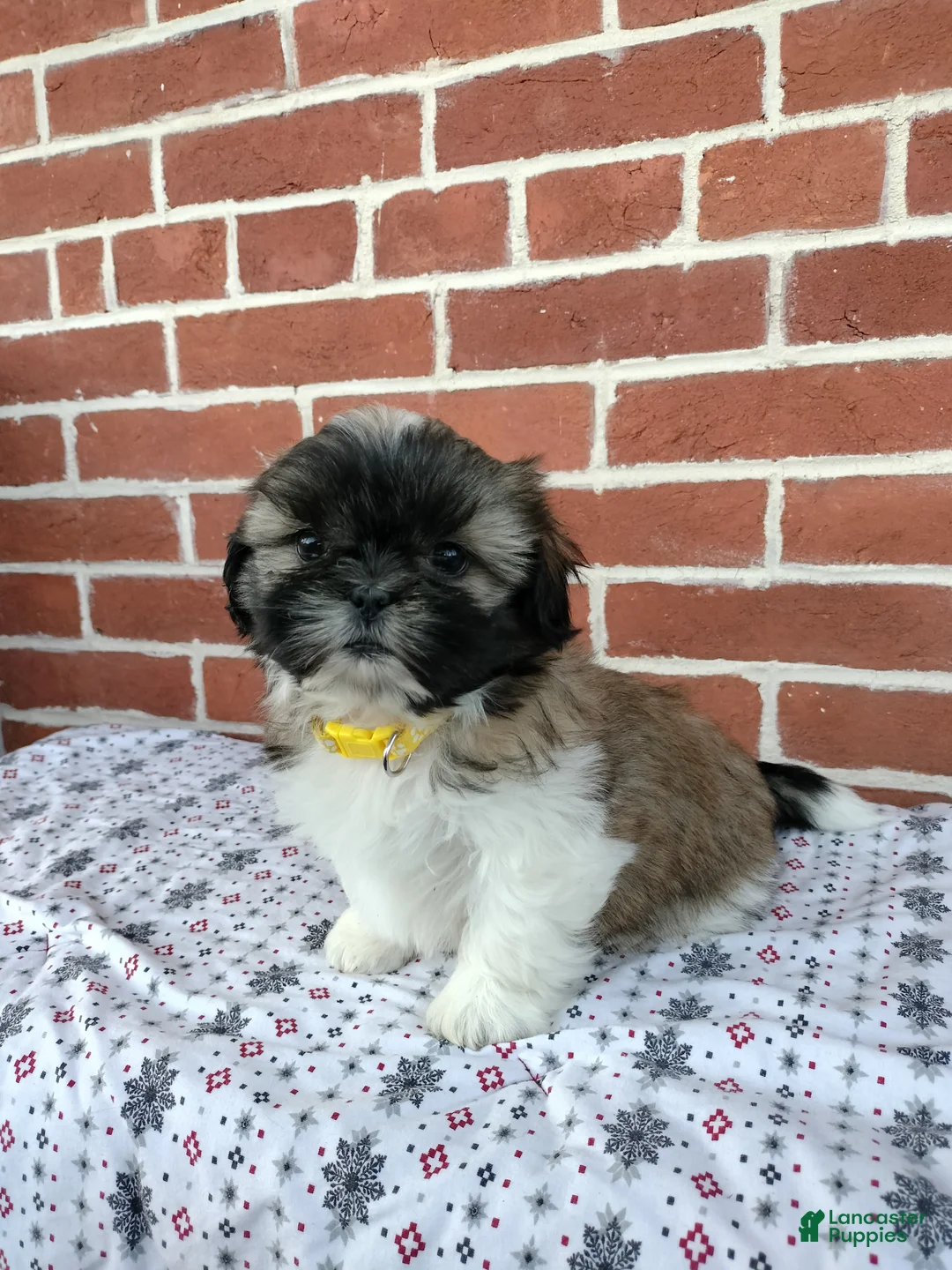 Shih Tzu dogs for sale: Daisy  - Ad 1