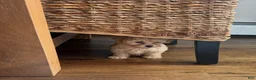 Shihpoo dogs for sale: Gator - Ad 2