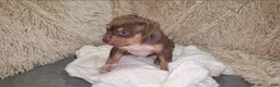 American Bully dogs for sale: PURPLE - Ad 8