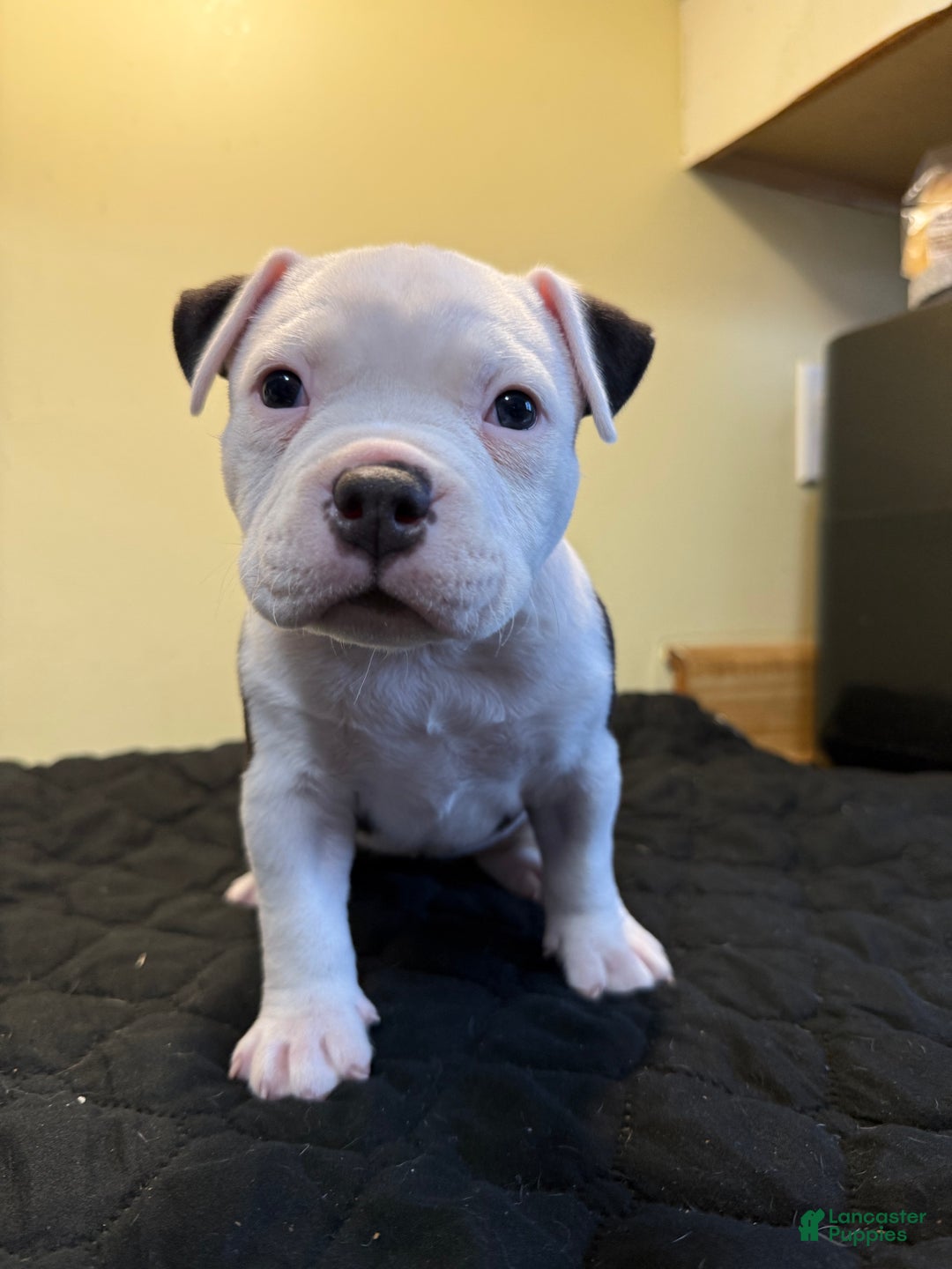 American Bully dogs for sale: American Bully Puppy 1 - Ad 3