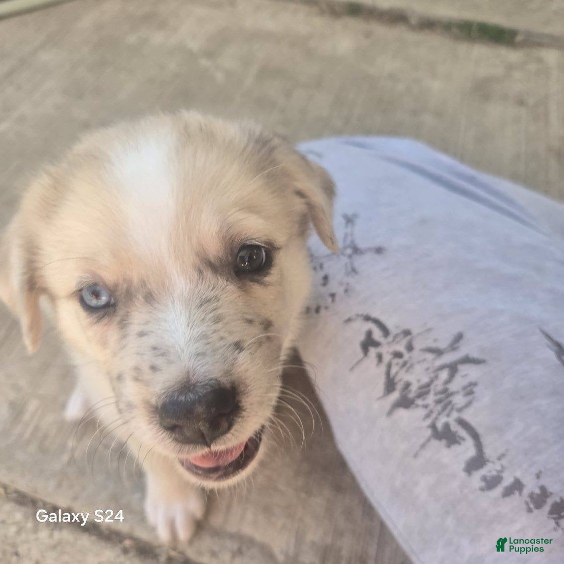 Mixed Breed dogs Mixed Breed 1 - Ad 19