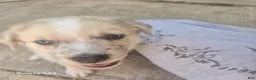 Mixed Breed dogs for sale: Mixed Breed 1 - Ad 1