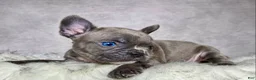 Frenchton dogs for sale: Mr. Kirby - Ad 6