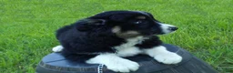 Australian Shepherd dogs for sale: Mitch - Ad 4
