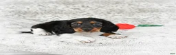 Miniature Dachshund dogs for sale: Charlie - Ad 7