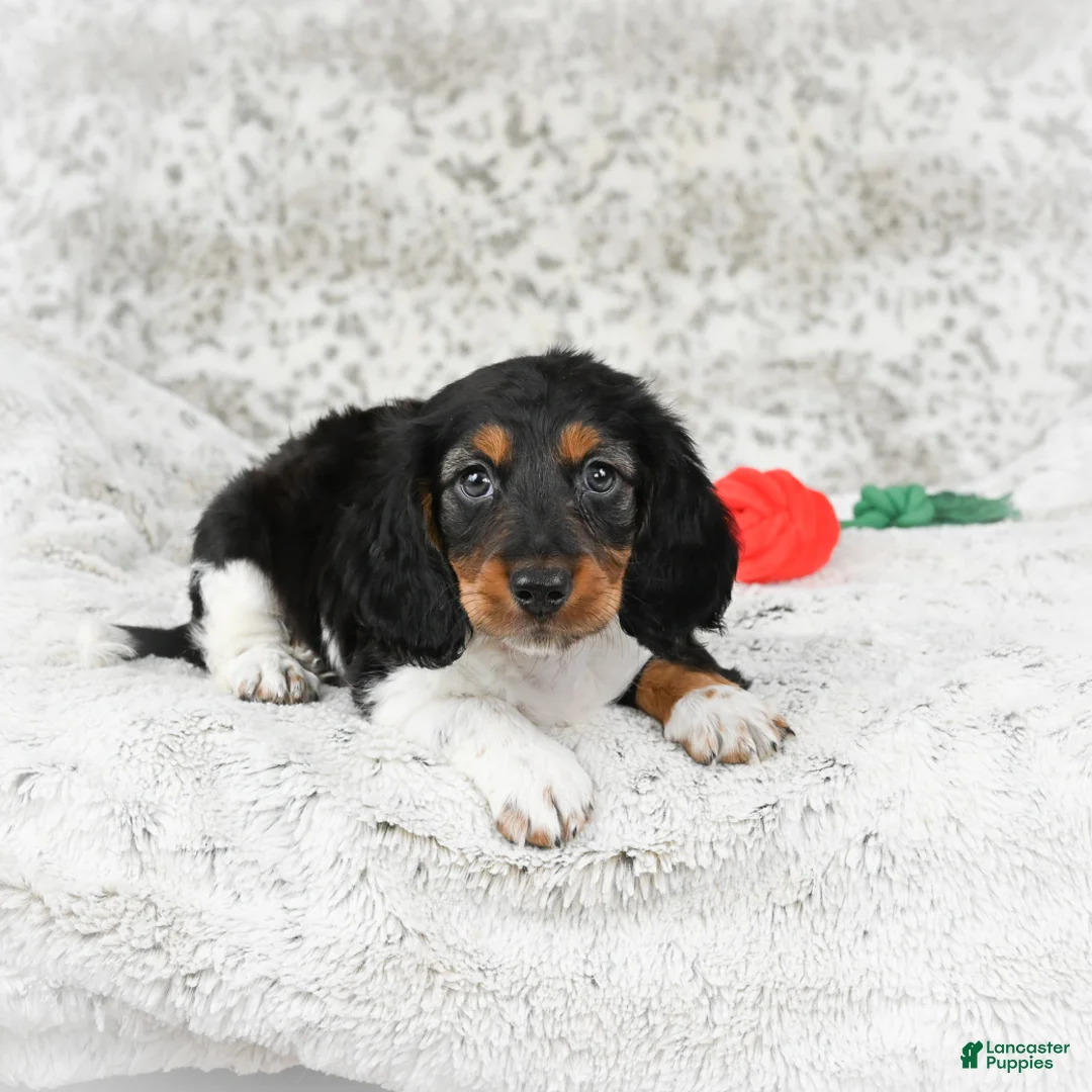 Miniature Dachshund dogs for sale: Charlie - Ad 7