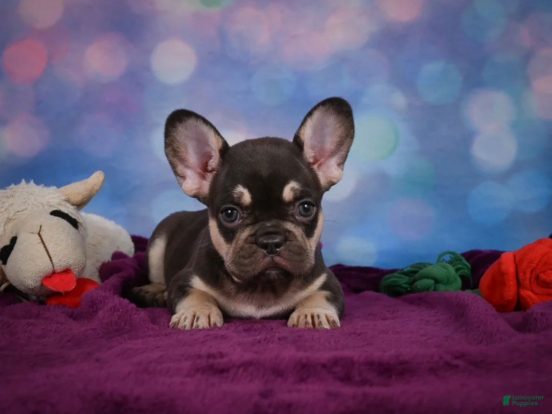 French Bulldog dogs for sale: Debbie - Ad 2