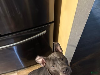 American Pit Bull Terrier dogs - Ad 7