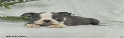 Boston Terrier dogs for sale: Chase - Ad 3