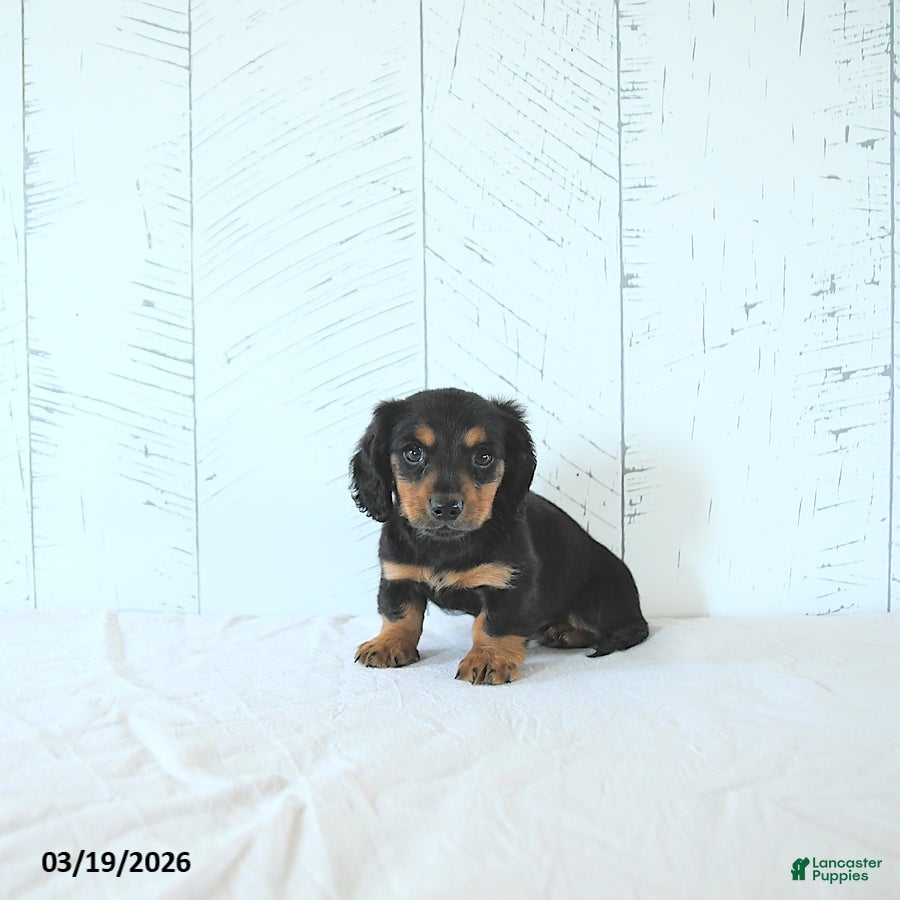 Miniature Dachshund dogs Samson - Ad 1