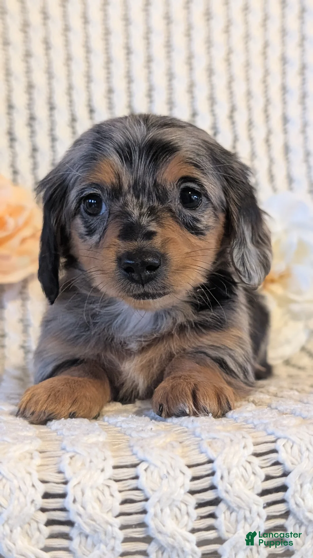 Miniature Dachshund dogs for sale: Lucy - Ad 5