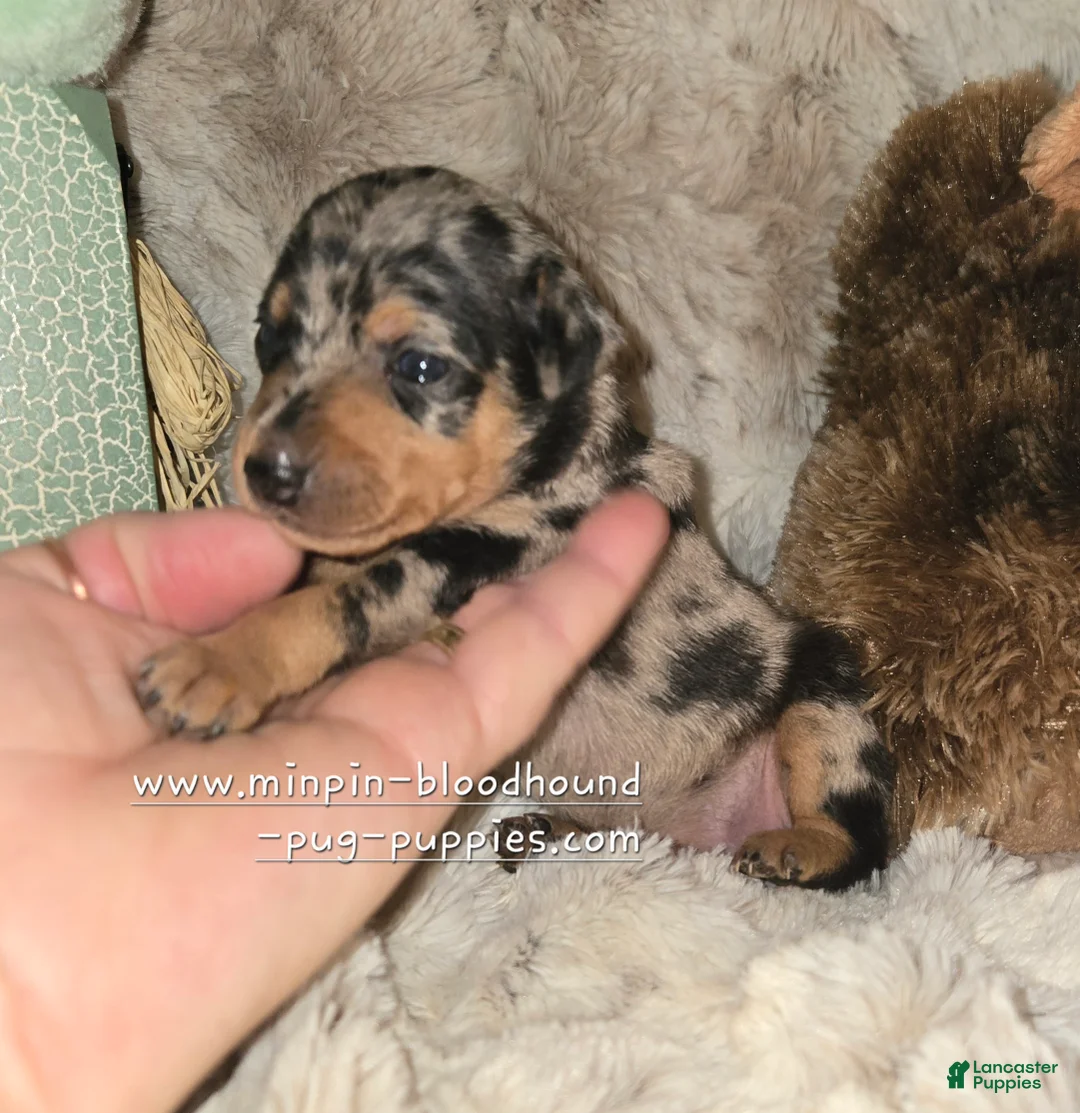 Miniature Pinscher dogs for sale: Charlotte black blue merle - Ad 2