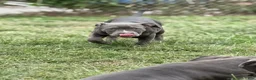 American Bully dogs for sale: Sugar - Ad 3