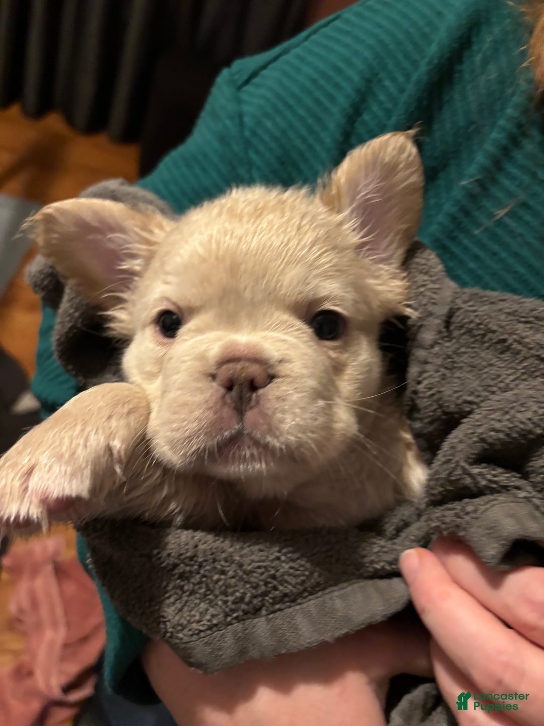 French Bulldog dogs for sale: Nico - Ad 1