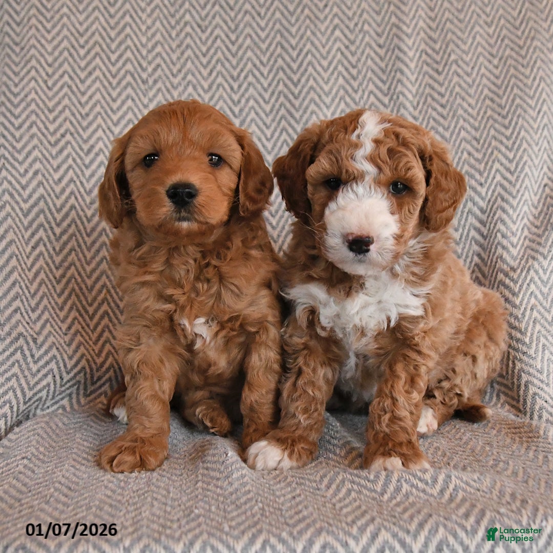 Mini Goldendoodle dogs for sale: Duke - Ad 3
