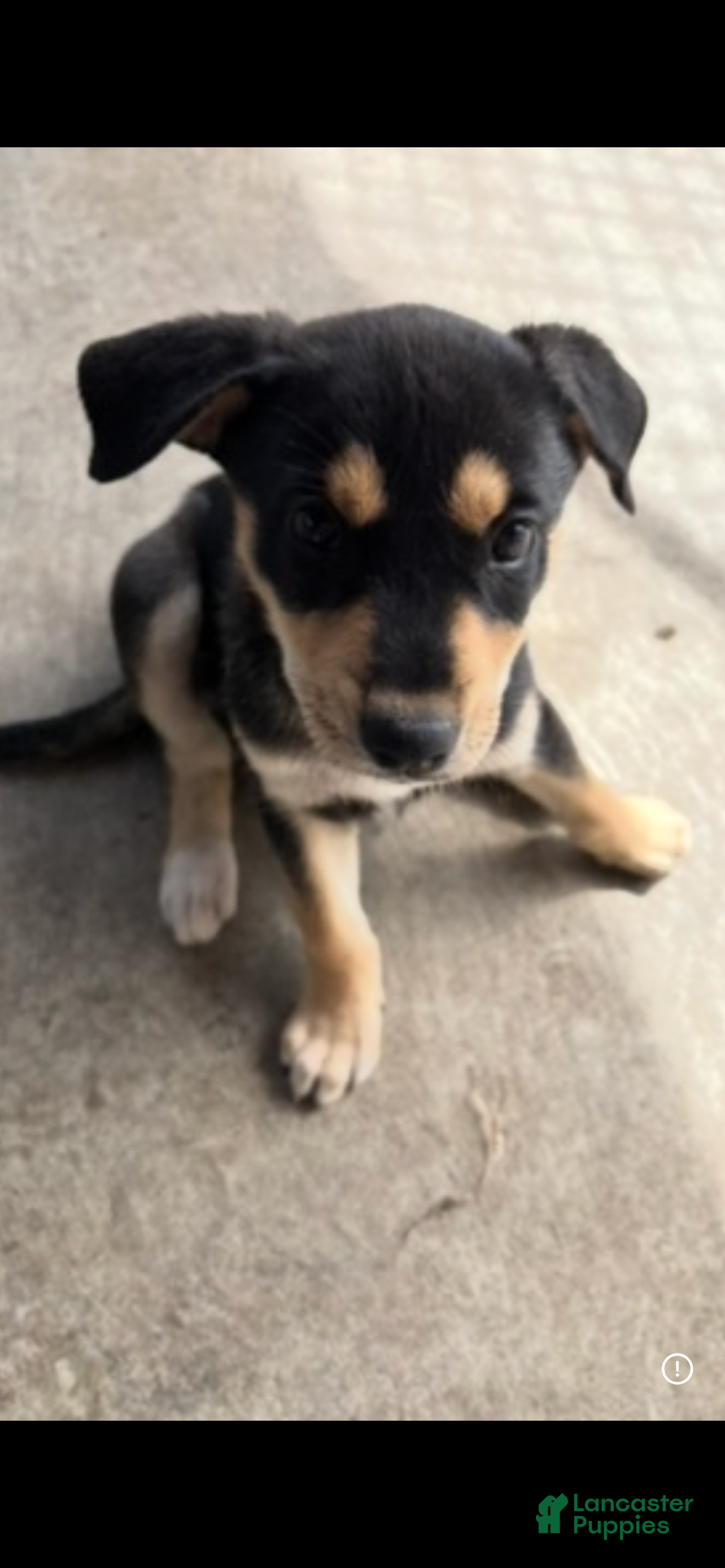 Mixed Breed dogs Mixed Breed Puppy 4 - Ad 25
