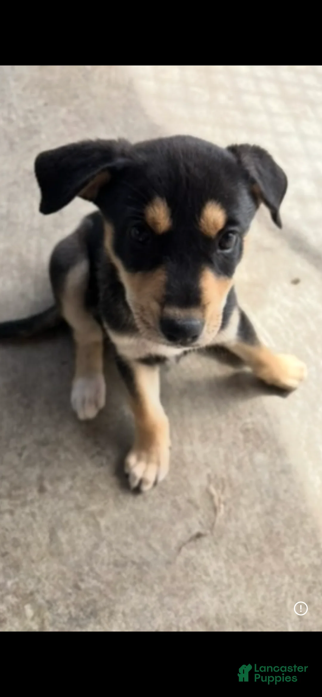 Mixed Breed dogs for sale: Mixed Breed Puppy 4 - Ad 1