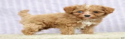 Cavapoo dogs for sale: Lilly - Ad 1