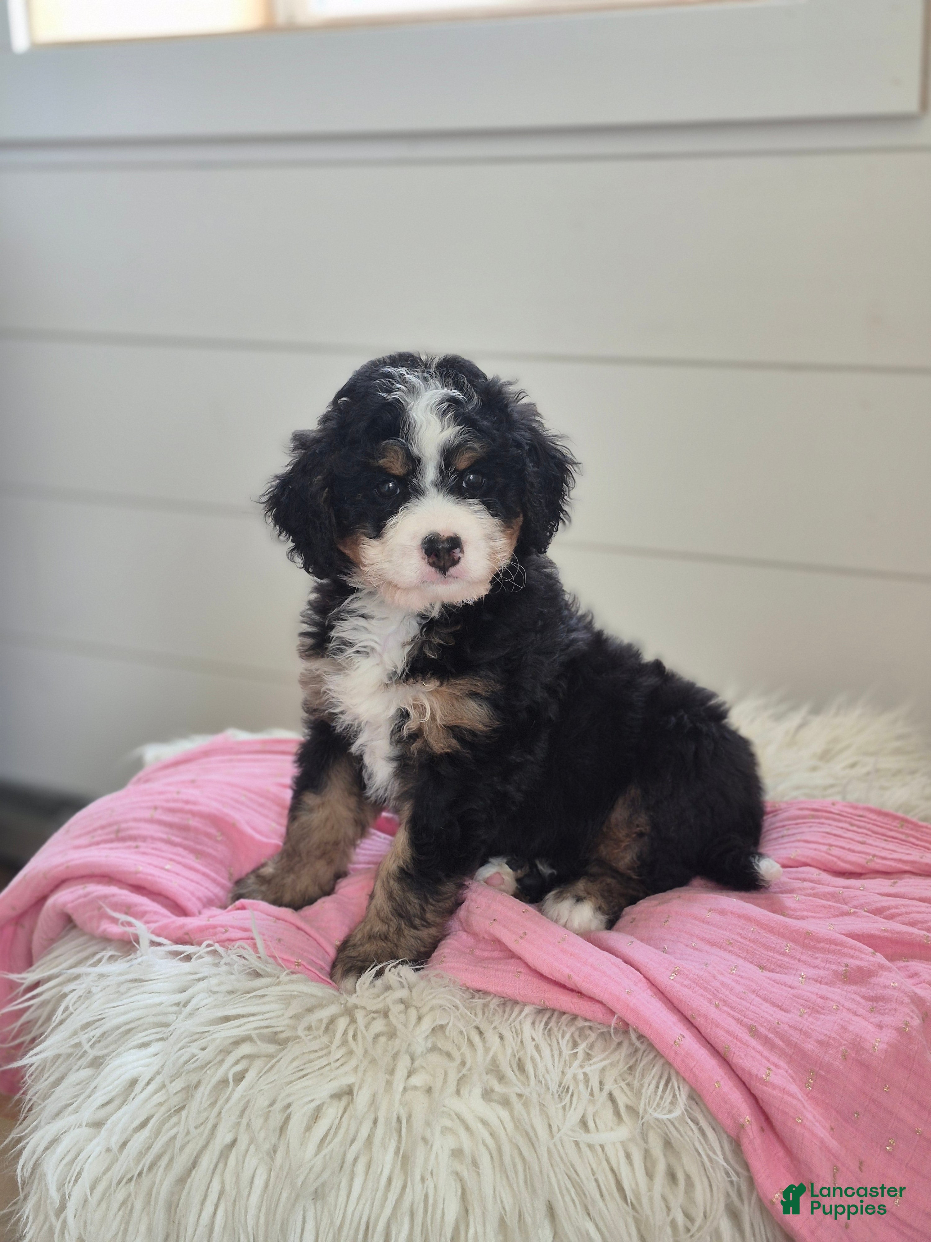 Mini Bernedoodle dogs Isabella - Ad 2