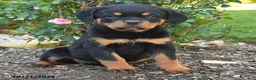 Rottweiler dogs for sale: Sadie - Ad 3