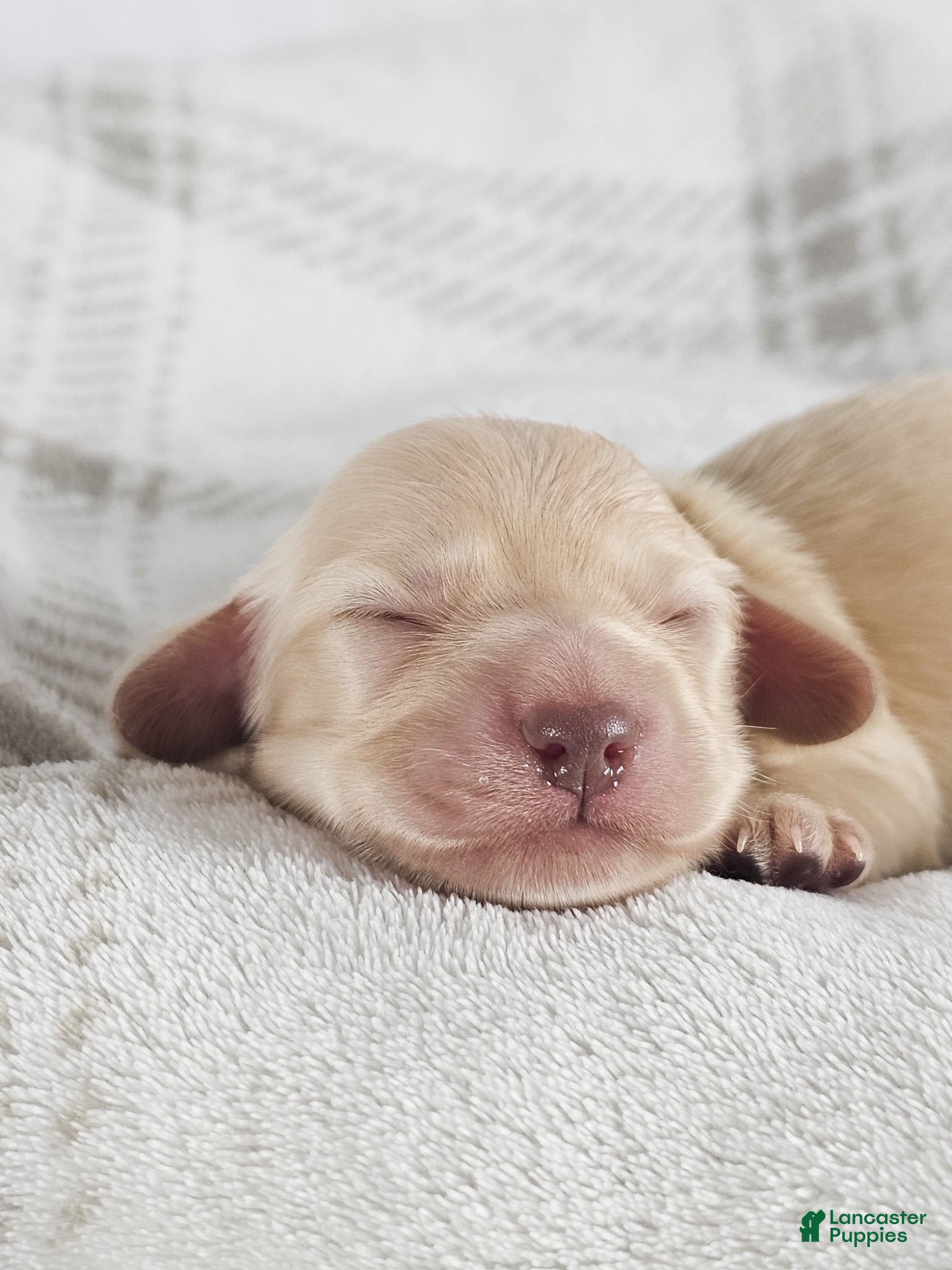 Miniature Dachshund dogs Vanilla - Ad 35