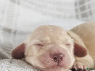 Miniature Dachshund dogs Vanilla - Ad 35