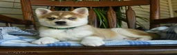 Alaskan Klee Kai dogs for sale: Denny - Ad 2