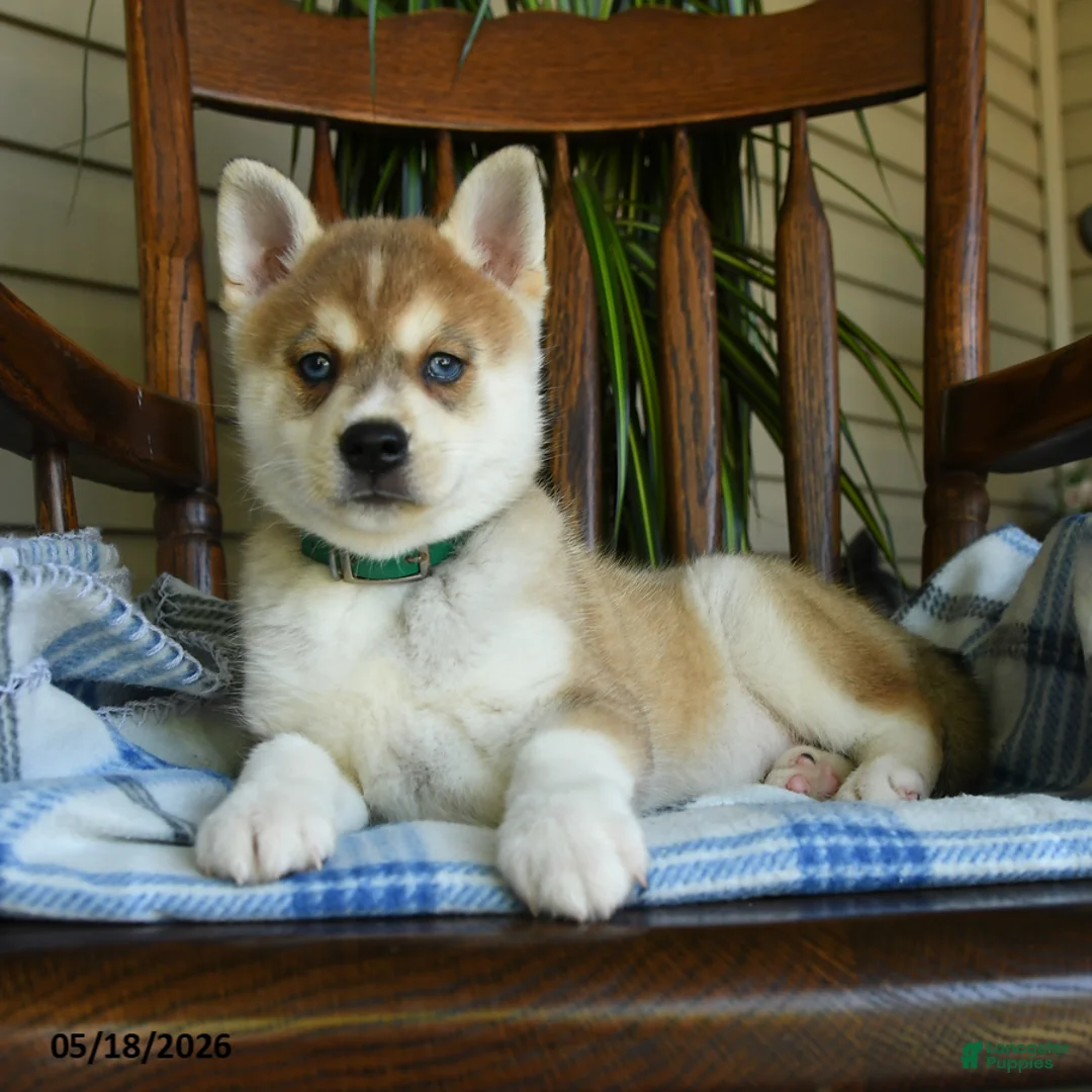 Alaskan Klee Kai dogs for sale: Denny - Ad 2