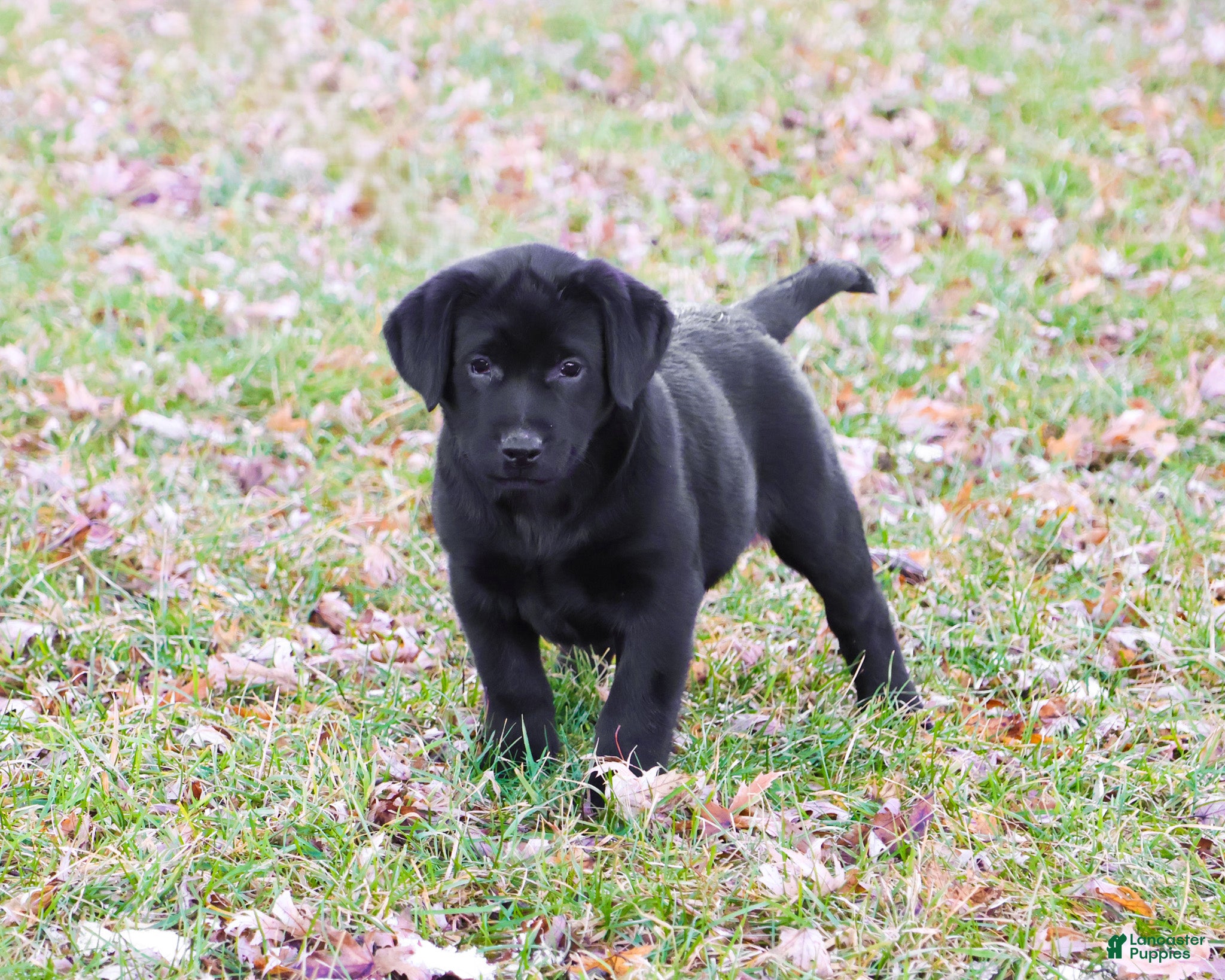 Labrador Retriever dogs Leah - Ad 21