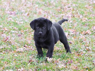 Labrador Retriever dogs Leah - Ad 42
