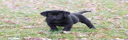 Labrador Retriever dogs for sale: Leah - Ad 1