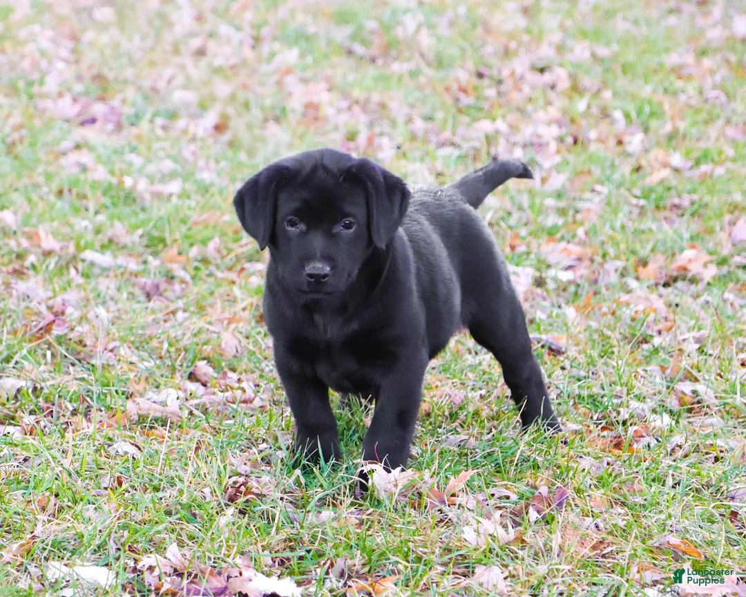 Labrador Retriever dogs for sale: Leah - Ad 1