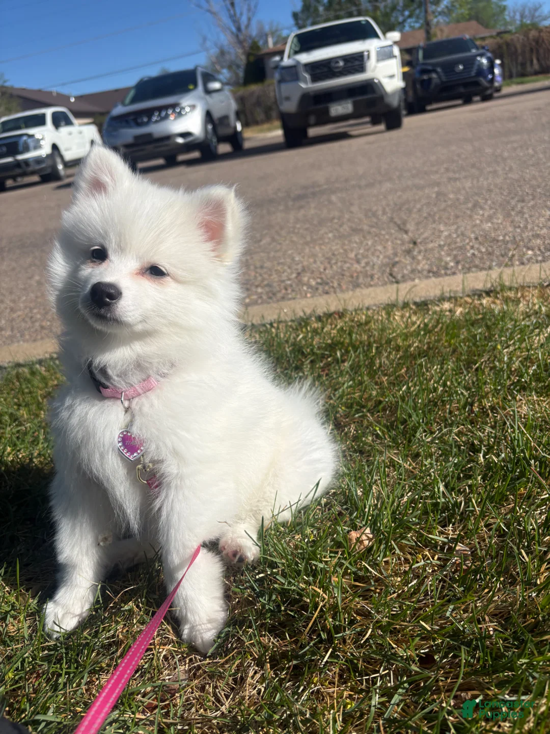 American Eskimo dogs for sale: American Eskimo Puppy 1 - Ad 2
