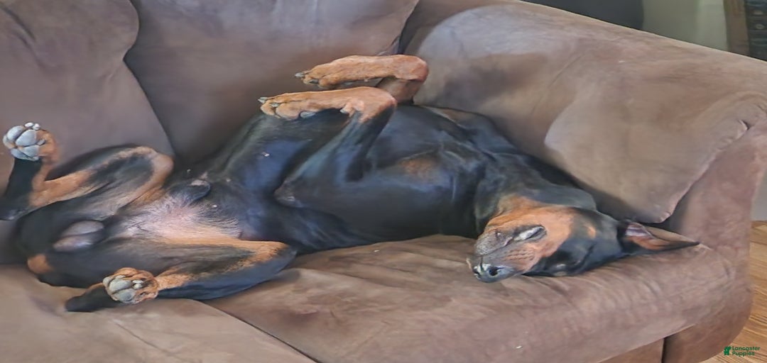 Gallery Image {{count}}