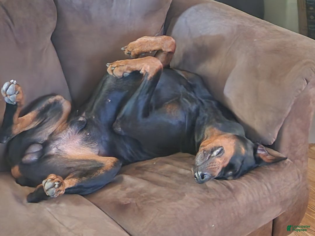 Gallery Image {{count}}