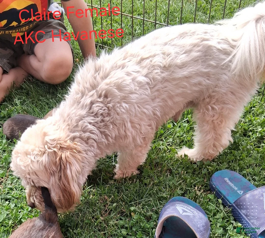 Havanese dogs for sale: Havanese 1 - Ad 5