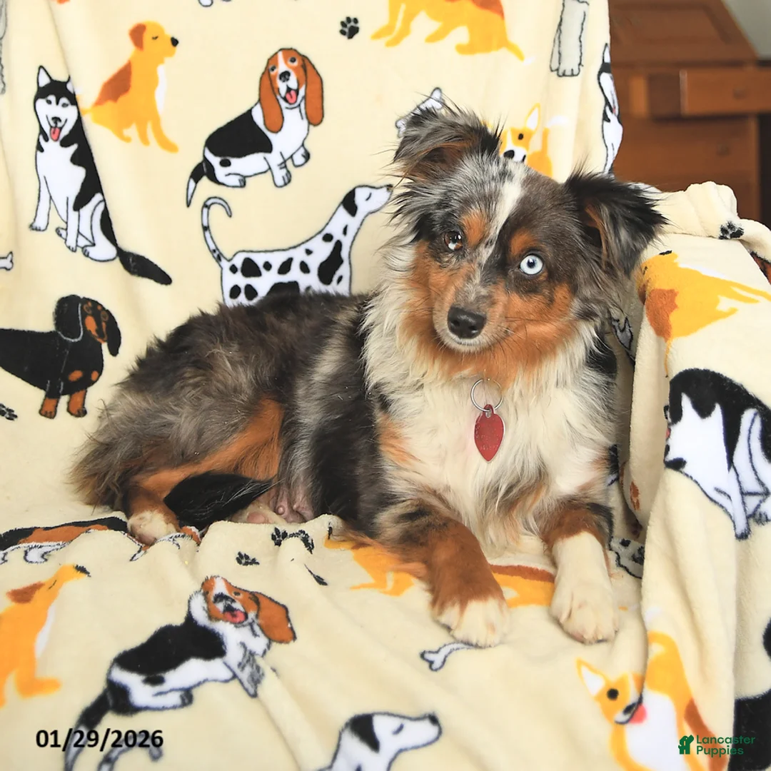Toy Australian Shepherd dogs for sale: Lisa - Ad 6