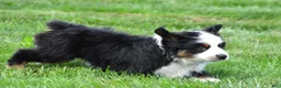 Miniature Australian Shepherd dogs for sale: Wilbur - Ad 7