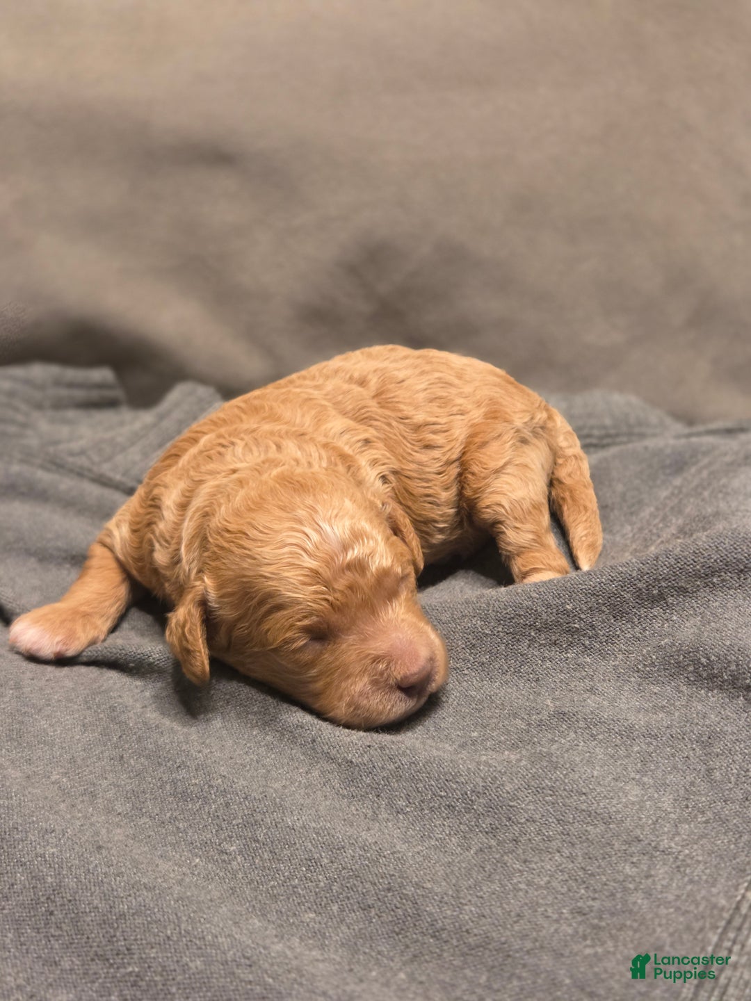 Mini Goldendoodle dogs for sale: Mini Goldendoodle Puppy 1 - Ad 2