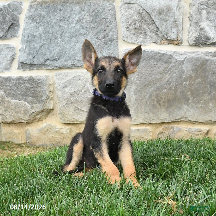 German Shepherd dogs Tanisha - Ad 2
